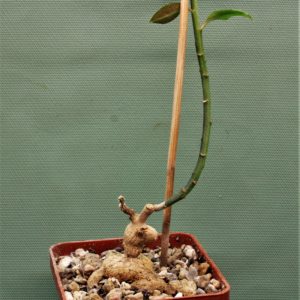 Monadenium-invenustum-2