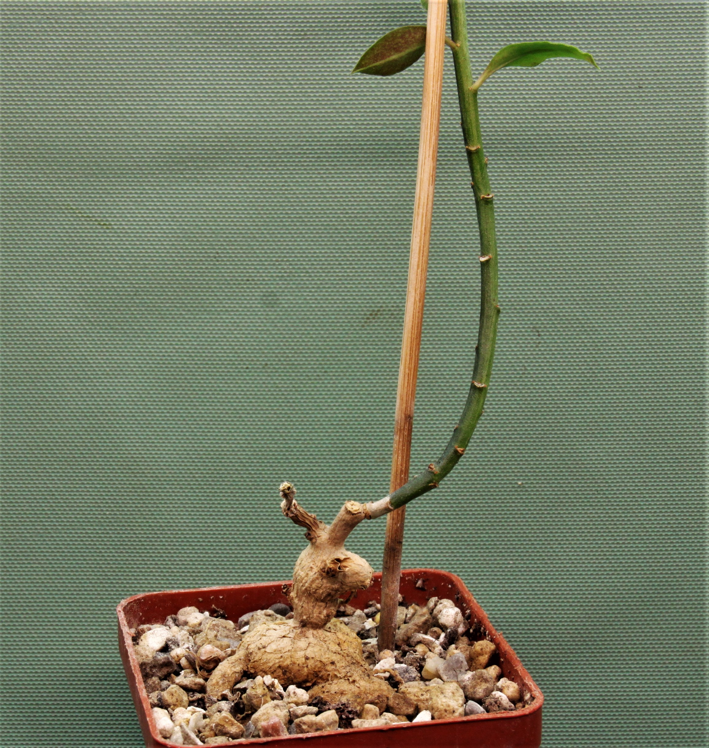 Monadenium-invenustum-2