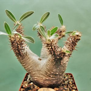 Pachypodium-densiflorum-D2-Madagascar