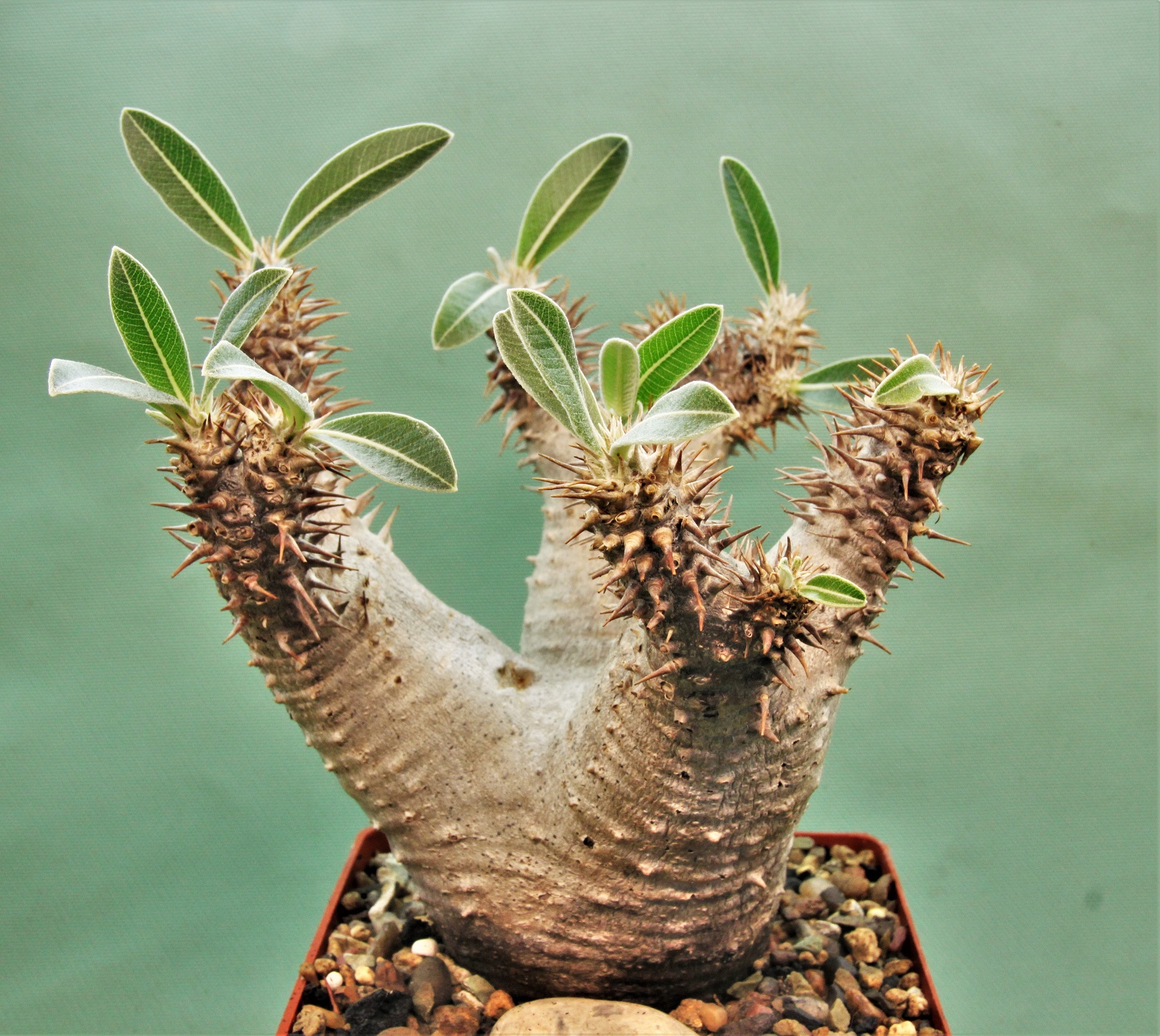 Pachypodium-densiflorum-D2-Madagascar