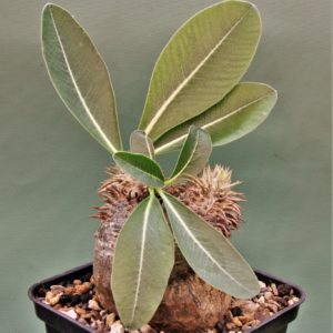 Pachypodium-eburneum-D3