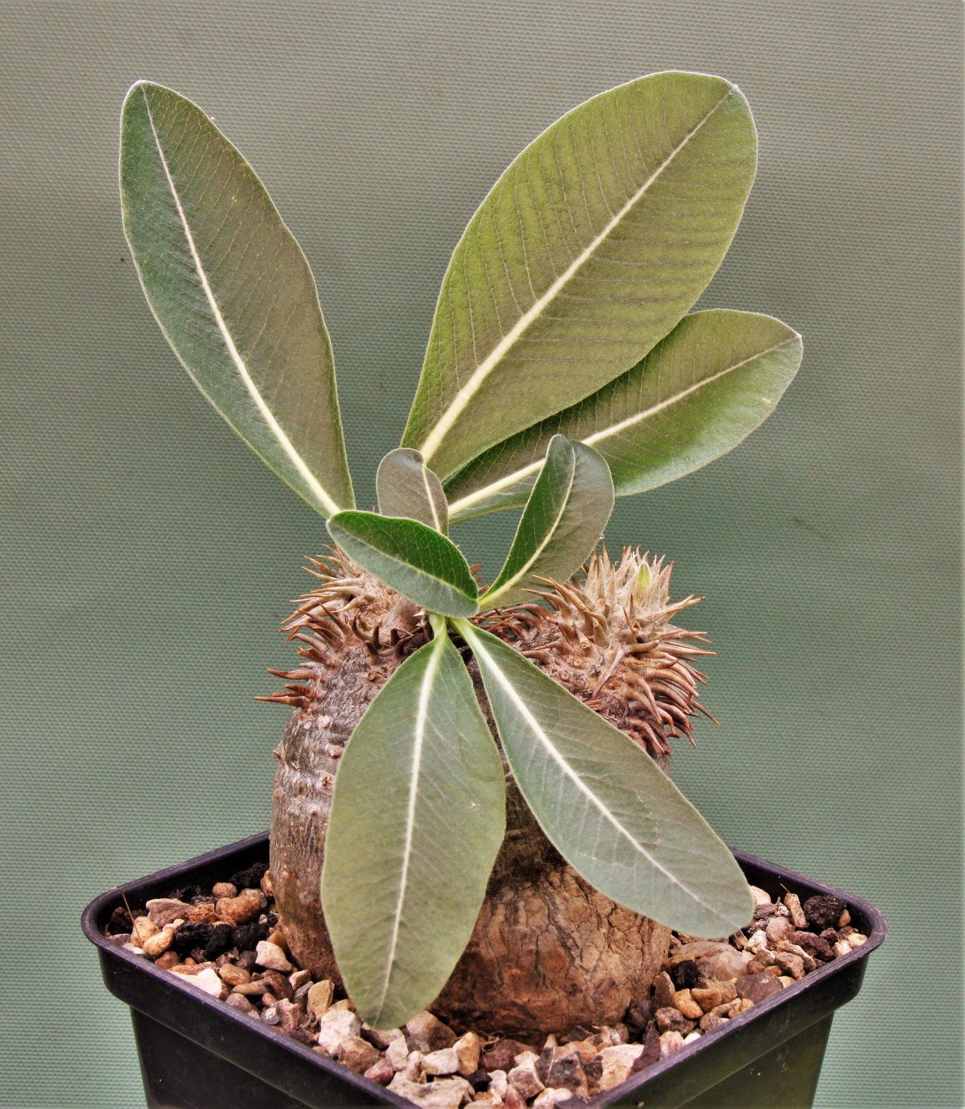 Pachypodium-eburneum-D3