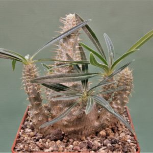 Pachypodium-rosulatum-ssp.-gracilius-2