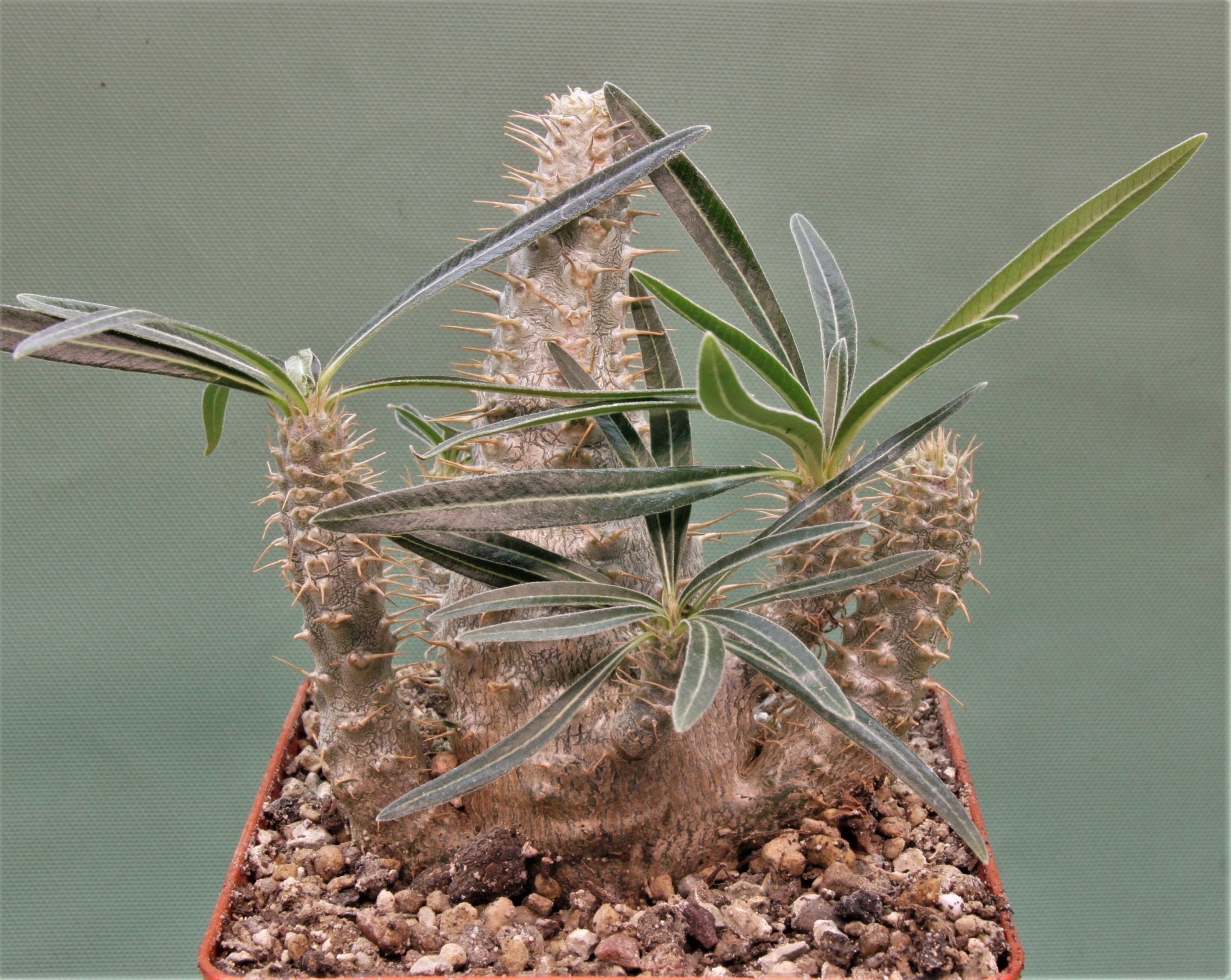 Pachypodium-rosulatum-ssp.-gracilius-2