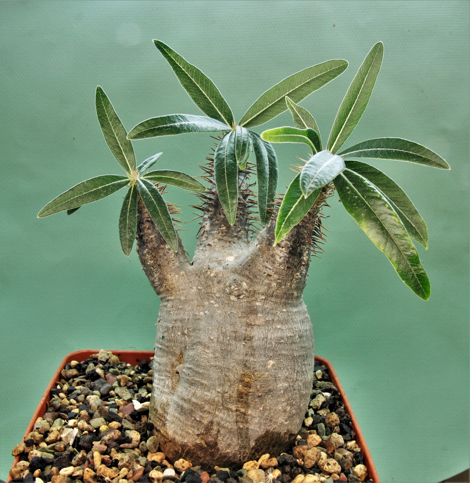 Pachypodium-rosulatum-ssp.-gracilius-D4