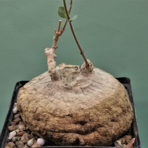 Raphionacme-madiensis.-ES20869-East-Africa-green-purple-fl.-1