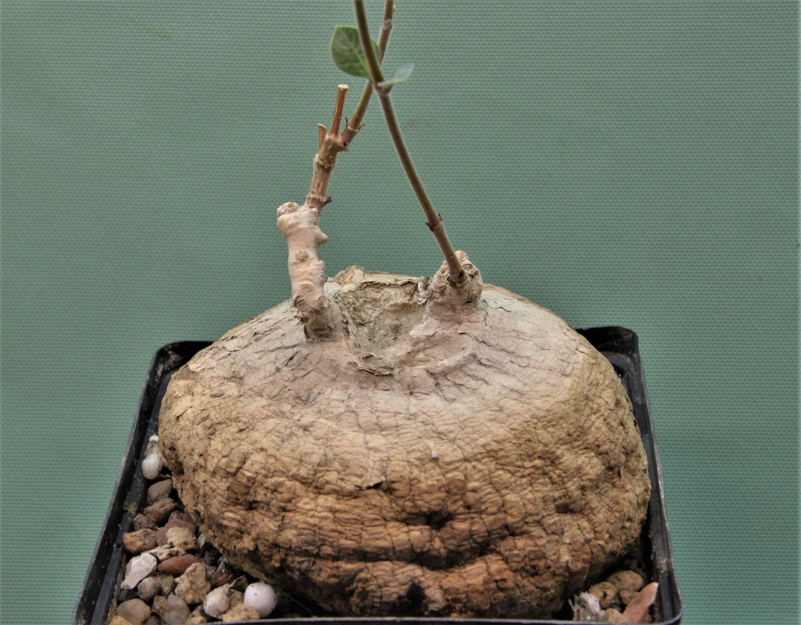 Raphionacme-madiensis.-ES20869-East-Africa-green-purple-fl.-1