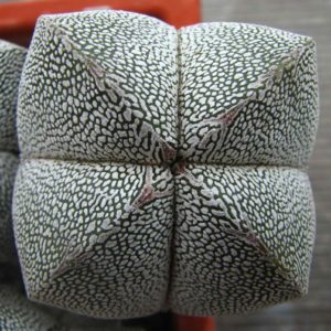 Astrophytum myriostigma  cv. Onzuka