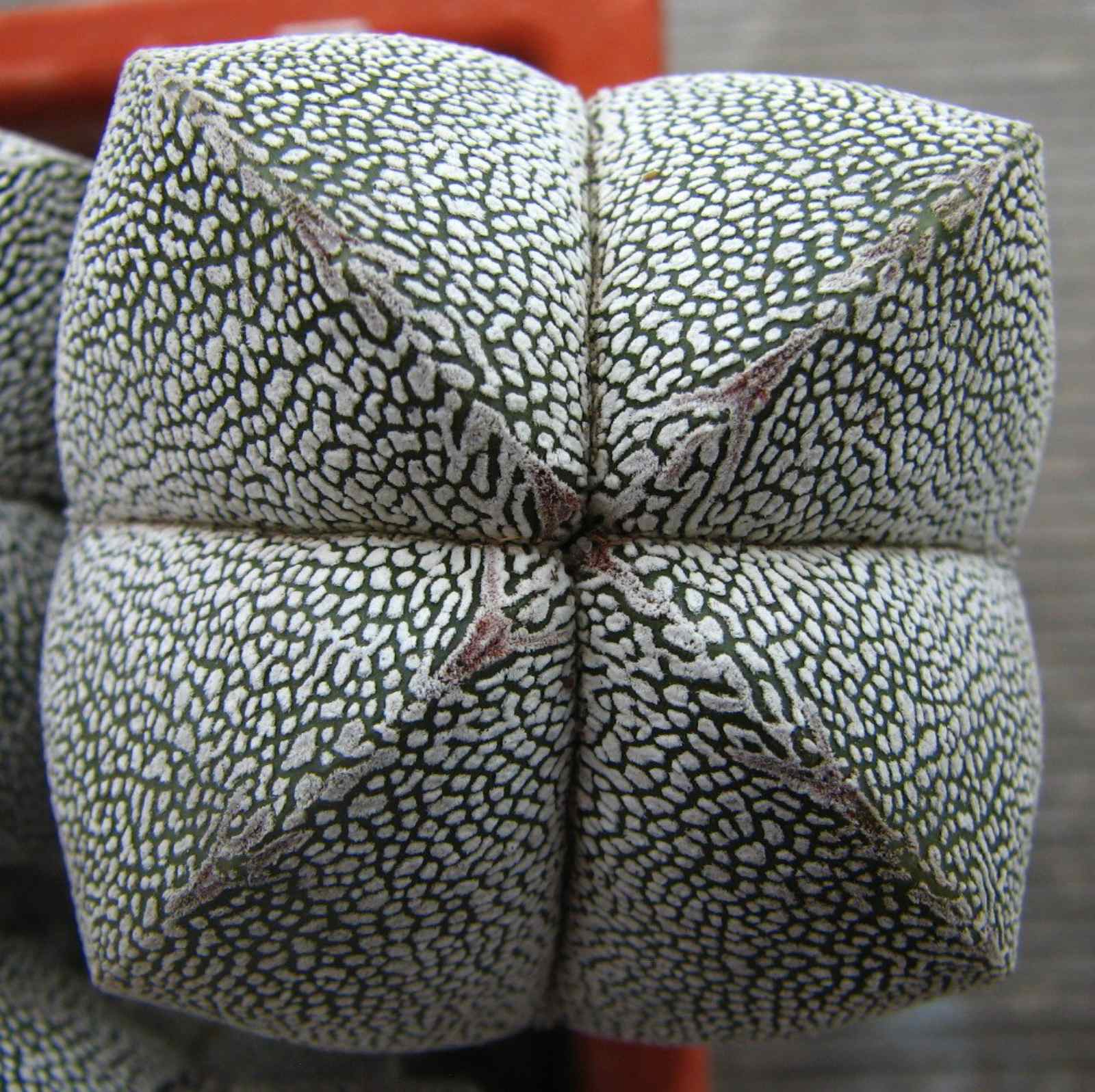 Astrophytum myriostigma  cv. Onzuka