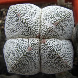 Astrophytum myriostigma  cv. Onzuka