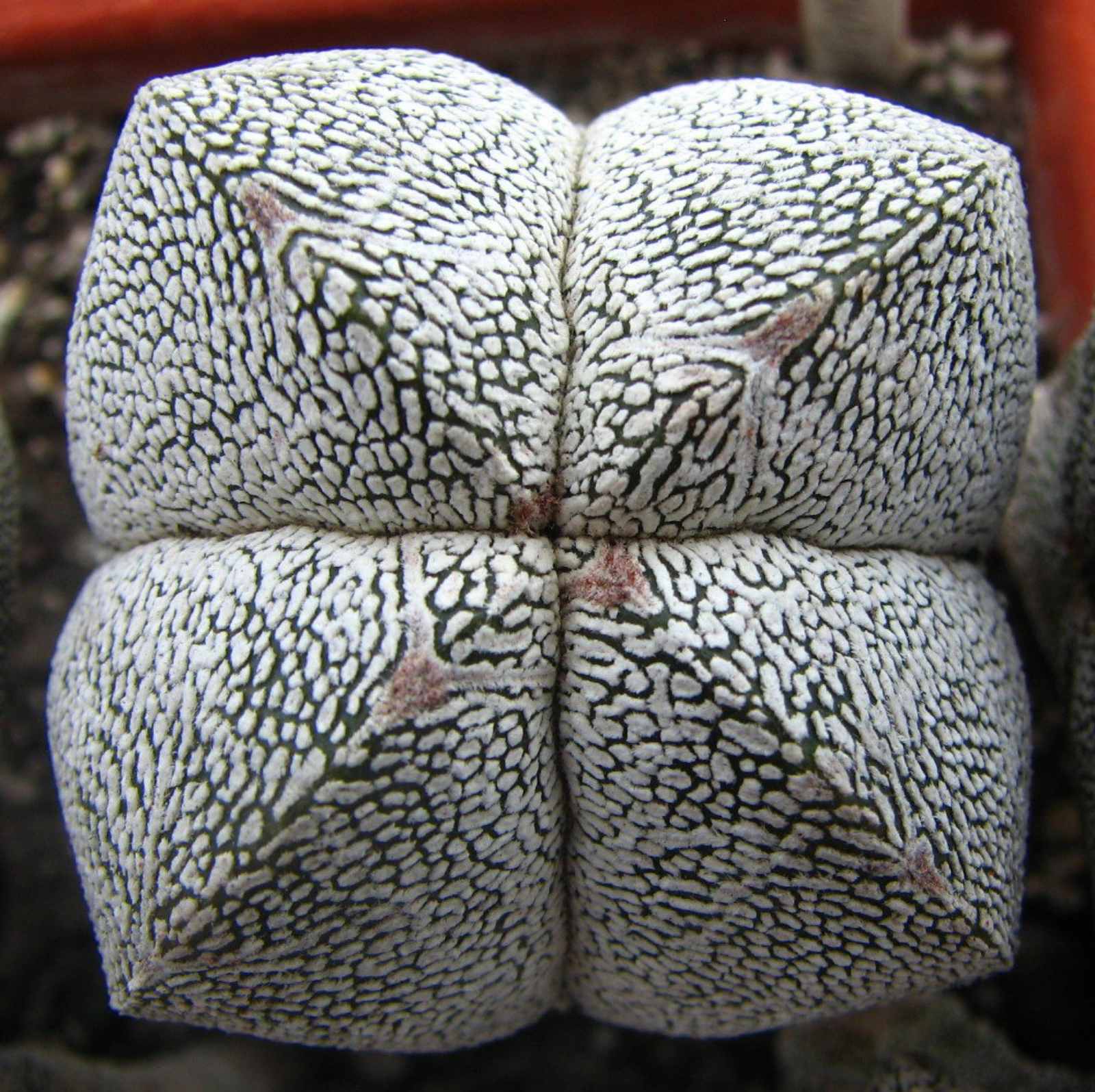 Astrophytum myriostigma  cv. Onzuka