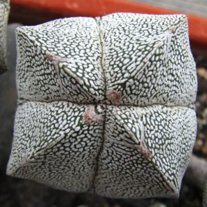 Astrophytum myriostigma  cv. Onzuka
