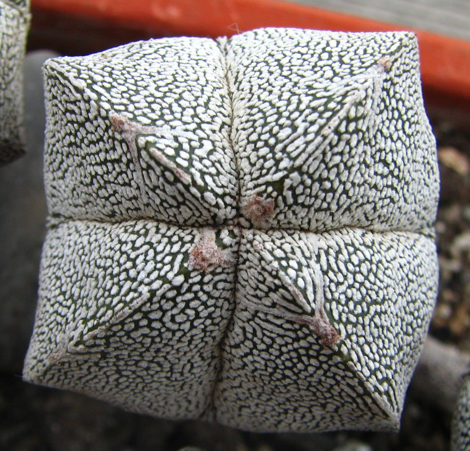 Astrophytum myriostigma  cv. Onzuka