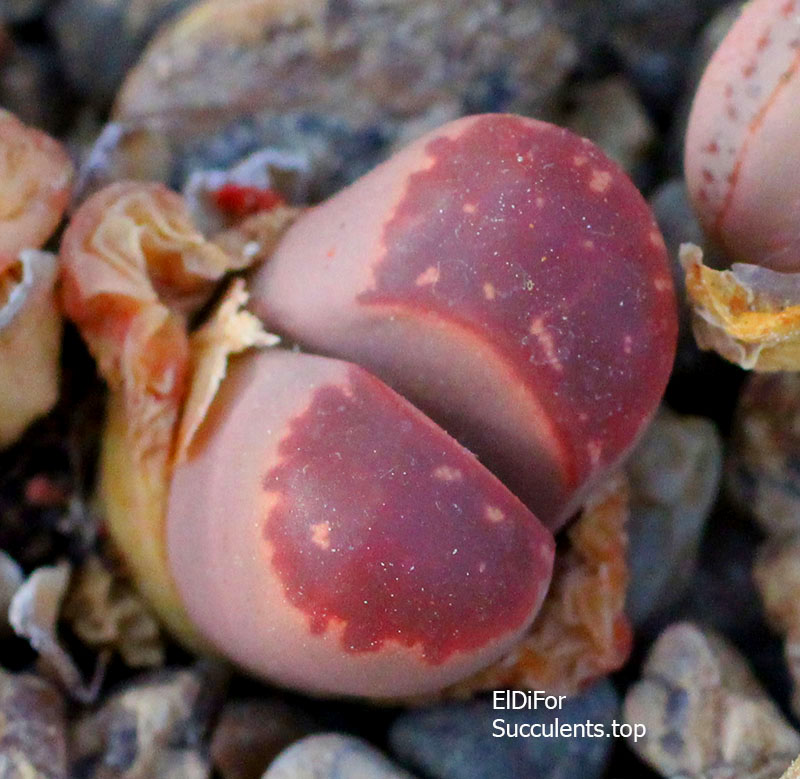 насіння lithops olivacea red olive seeds