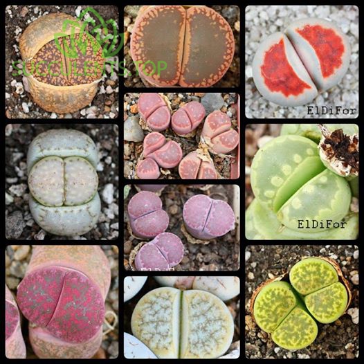 насіння lithops seeds mix 100
