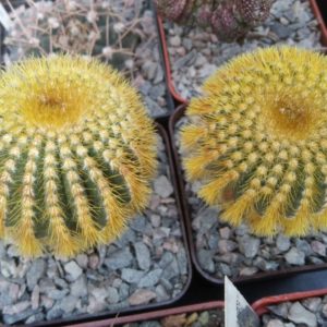Uebelmania eriocactoides -cube-7cm-щеплення-