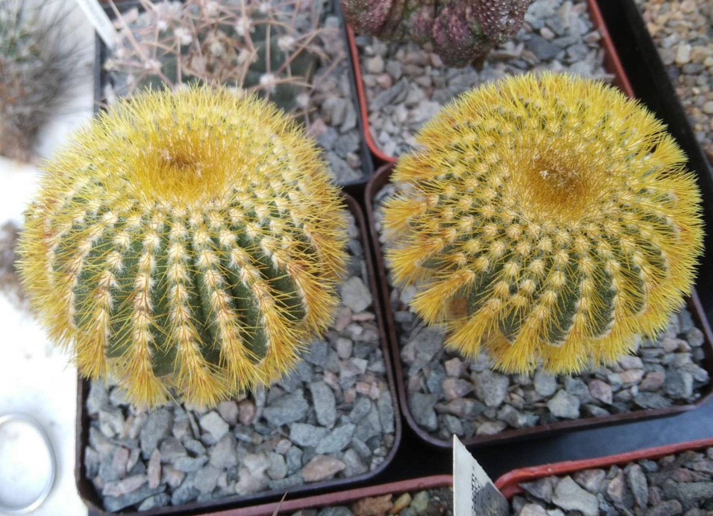 Uebelmania eriocactoides -cube-7cm-щеплення-