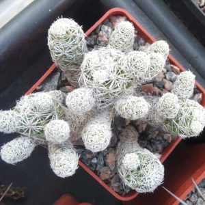 Mammillaria gracilis -cube-7cm-