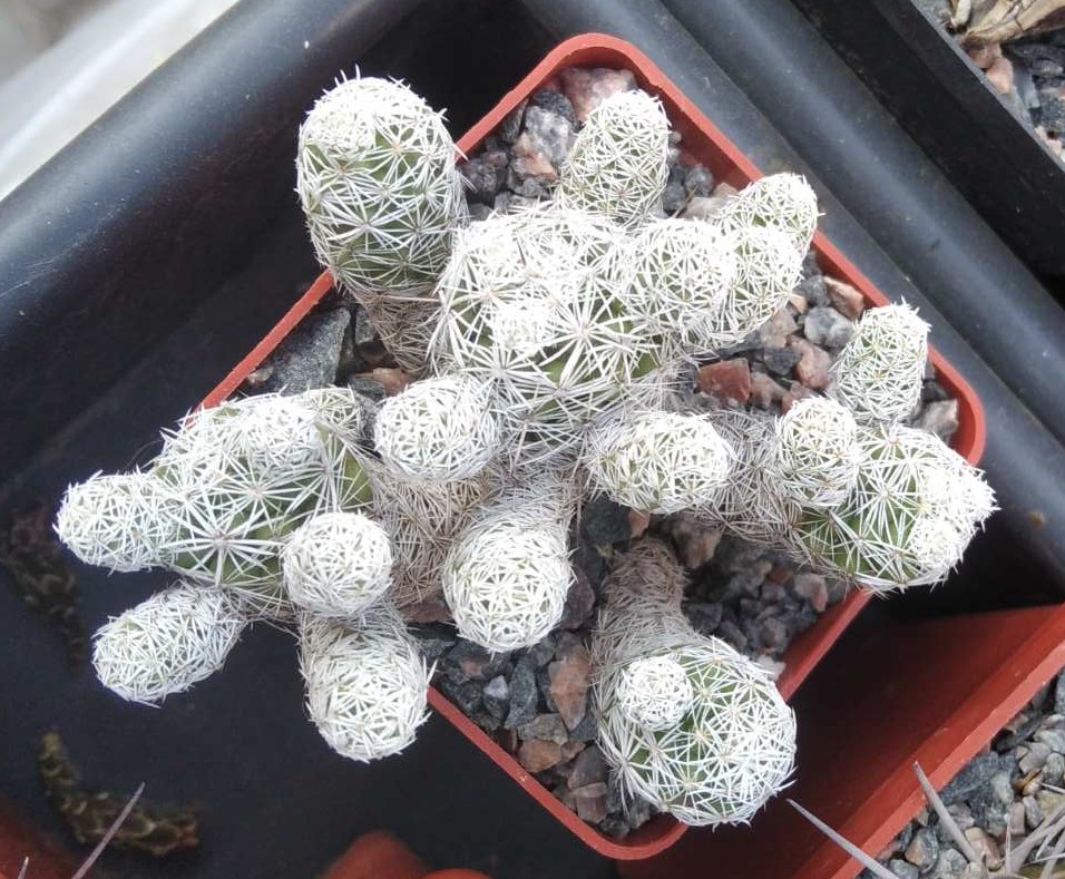 Mammillaria gracilis -cube-7cm-