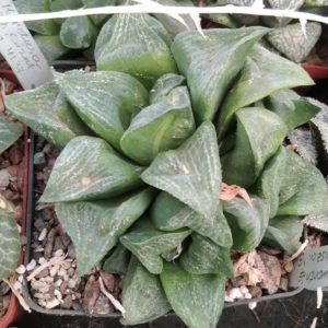 Нaworthia retusa -"Giant"- пагони-