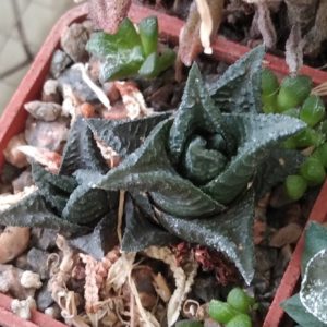 Нaworthia limifolia v. nigra -Koehres-