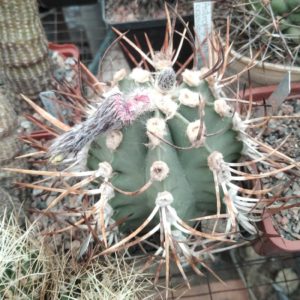 Astrophytum crasispinum cv."Taiho"-cube-8cm- 25years-