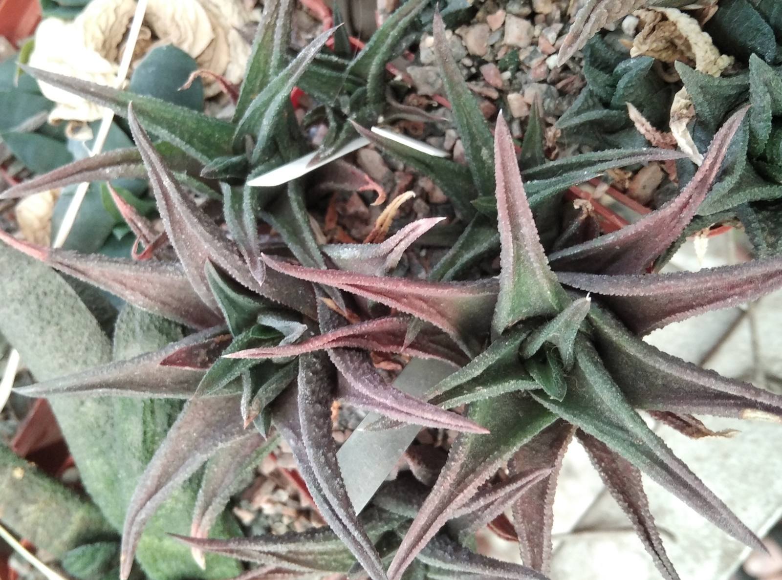 Haworthia  nigra -Arid Lends-  пагони-