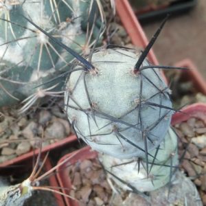 Tephrocactus aoracanthus BKN29A -clone-1 -пагін-