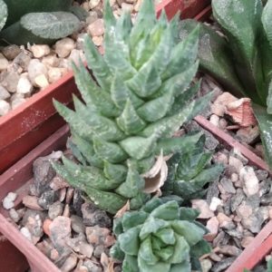Haworthia  glauca v. herrei -compact form- cube-5cm-