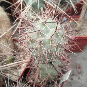 Tephrocactus geometricus v. fiambalensis VG1047- пагін-