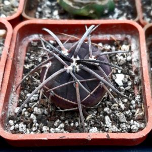 Gymnocalycium spegazzinii 'major'