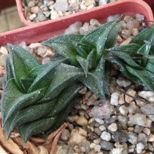 Нaworthia viscosa x nigra - Plapp- super compact form-пагони-
