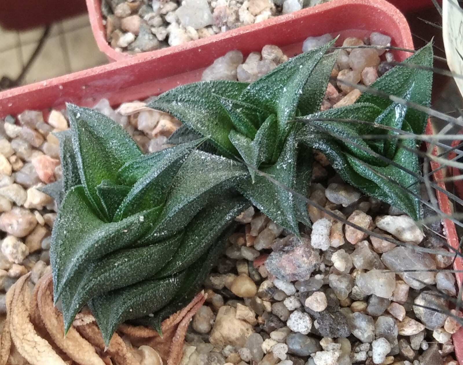 Нaworthia viscosa x nigra - Plapp- super compact form-пагони-