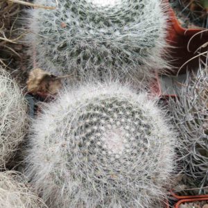 Mammillaria hahniana -cube-9cm-