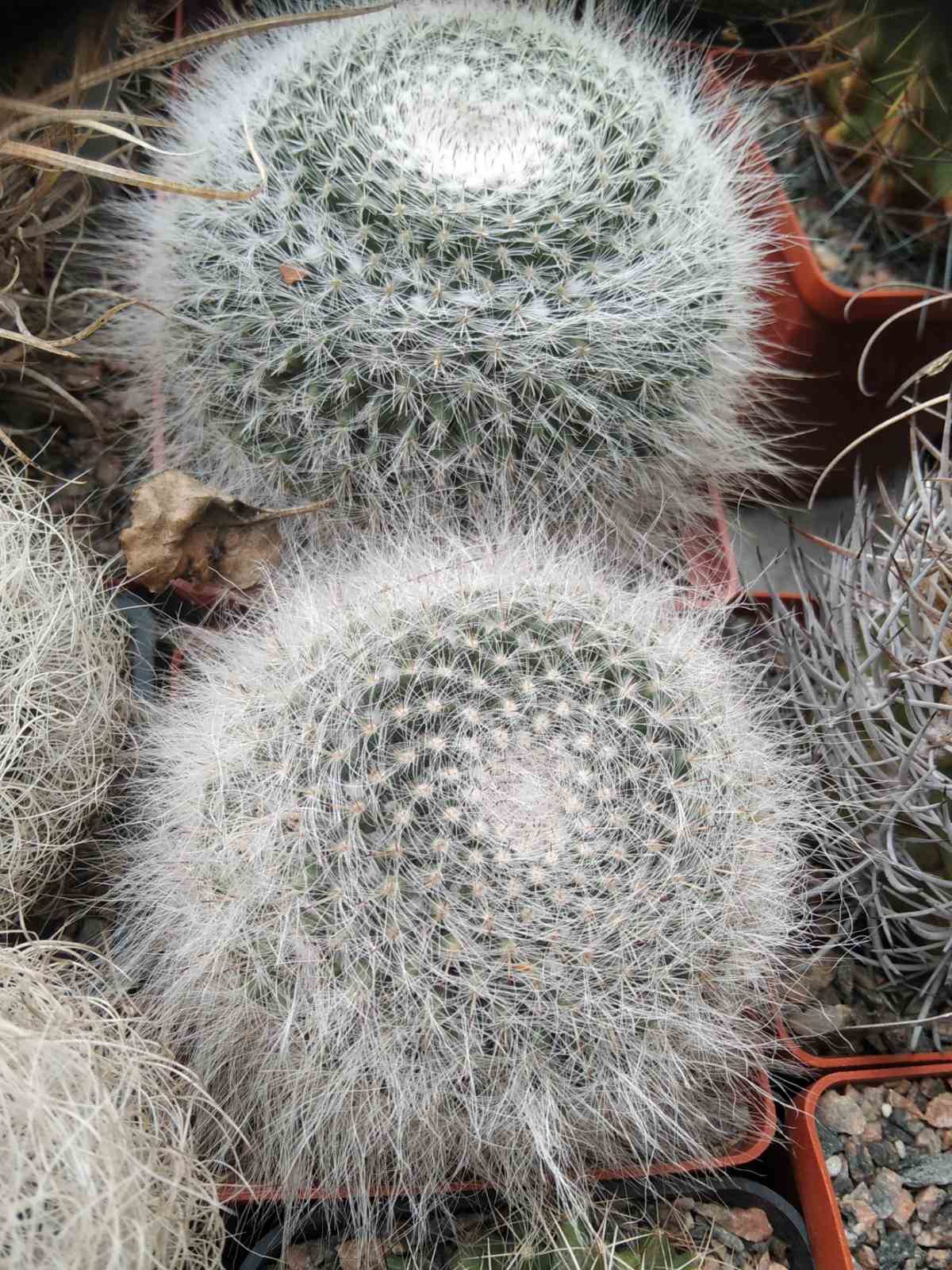 Mammillaria hahniana -cube-9cm-