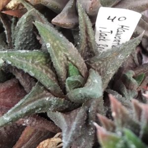 Нaworthia limifolia 'Jack Braun'- пагін-