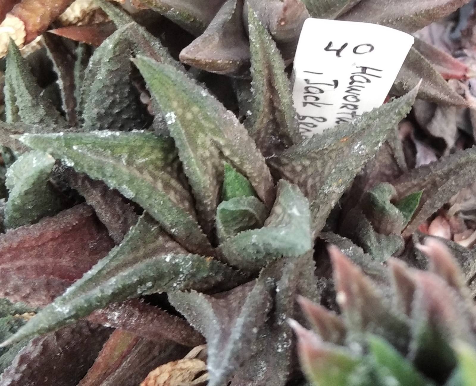 Нaworthia limifolia 'Jack Braun'- пагін-