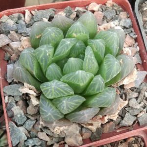 Haworthia  cooppery v. dielsiana -cube-8cm- сіянець-