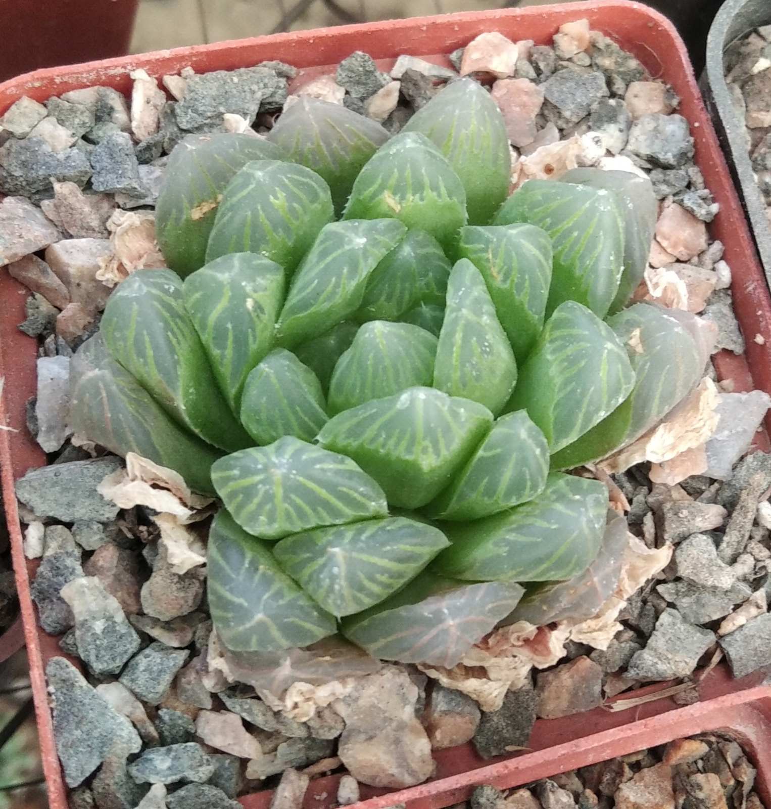 Haworthia  cooppery v. dielsiana -cube-8cm- сіянець-