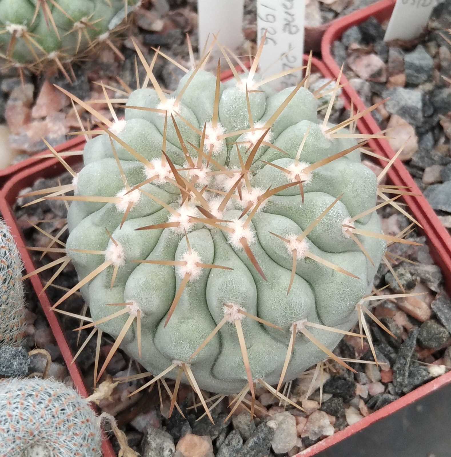 Copiapoa cinerea v. columna-alba JN1926 -cube-6cm-прихована підщепа-