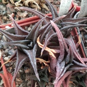 Нaworthia nigra v. coriacea - пагони-