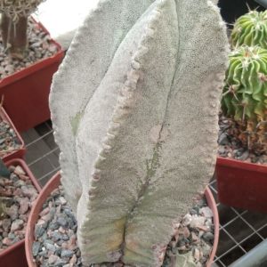Astrophytum coahuilense -30+ years! -горщик-12см-