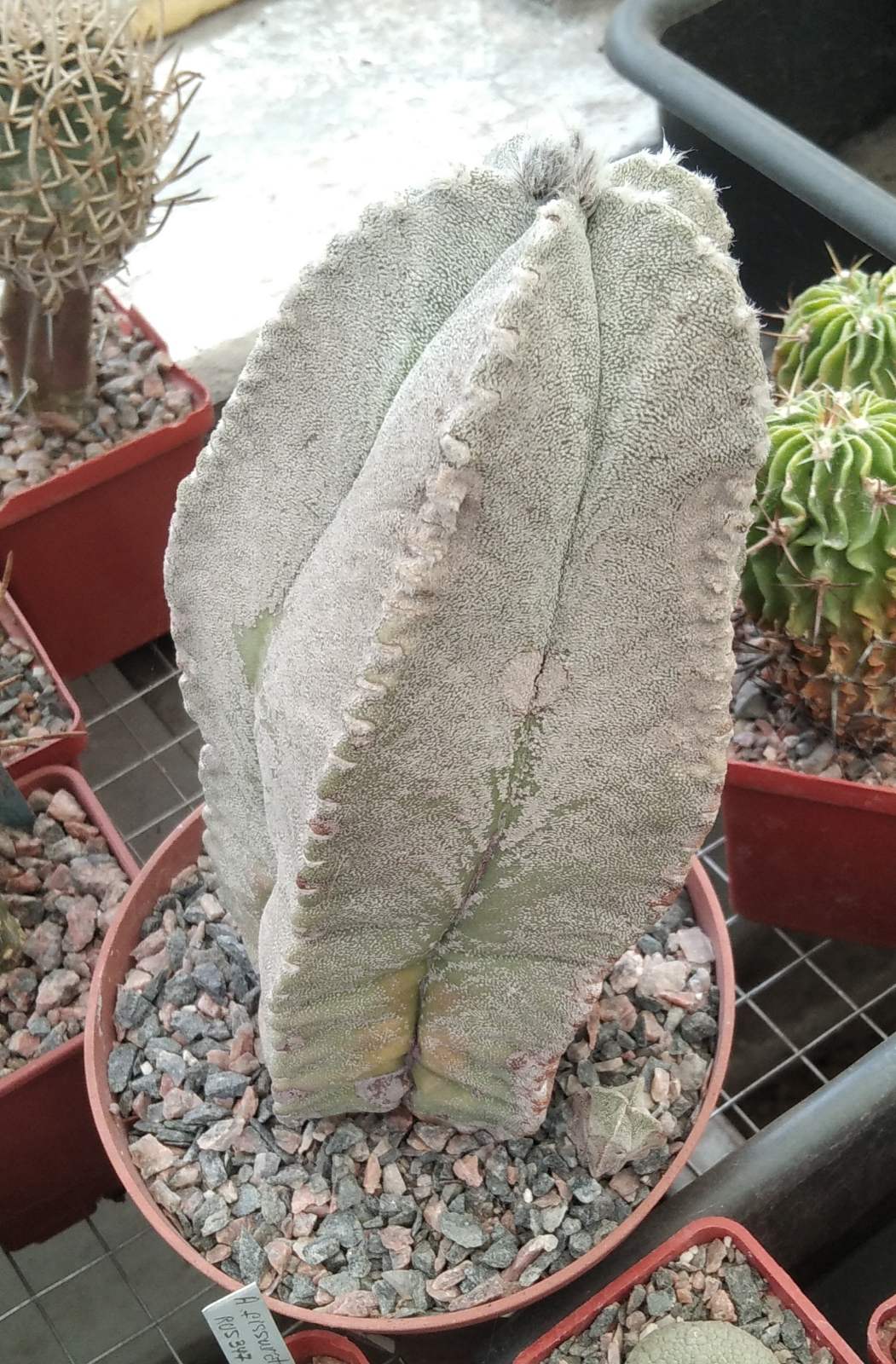 Astrophytum coahuilense -30+ years! -горщик-12см-