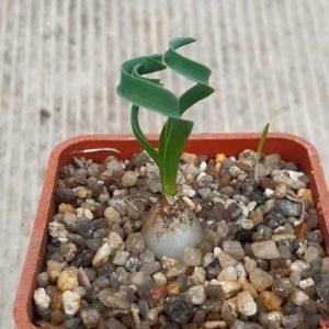 Albuca concordiana