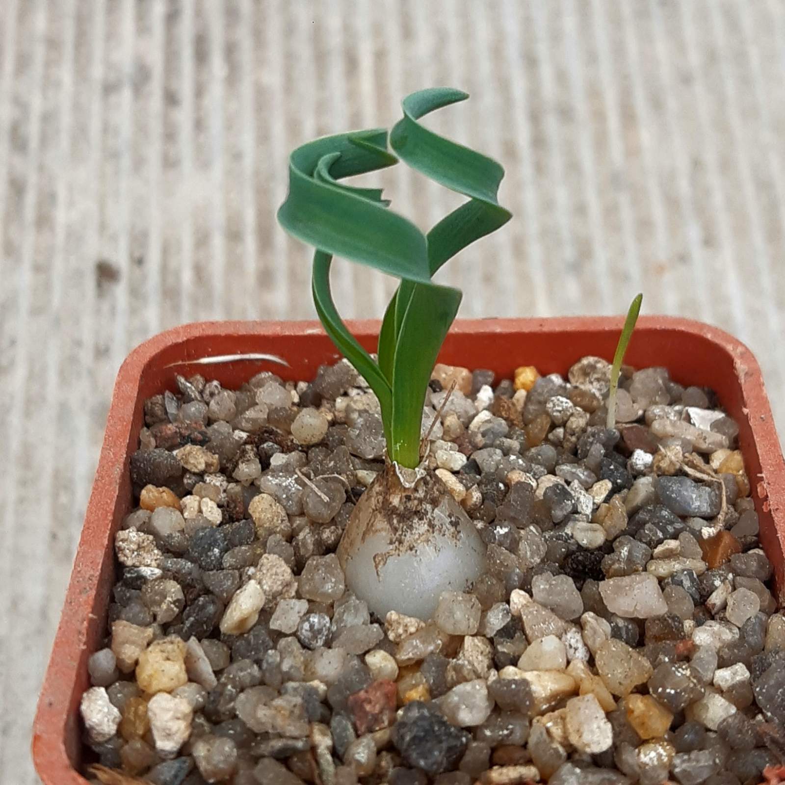 Albuca concordiana