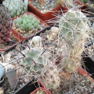 Tephrocactus  bruchii -Novak- пагін-