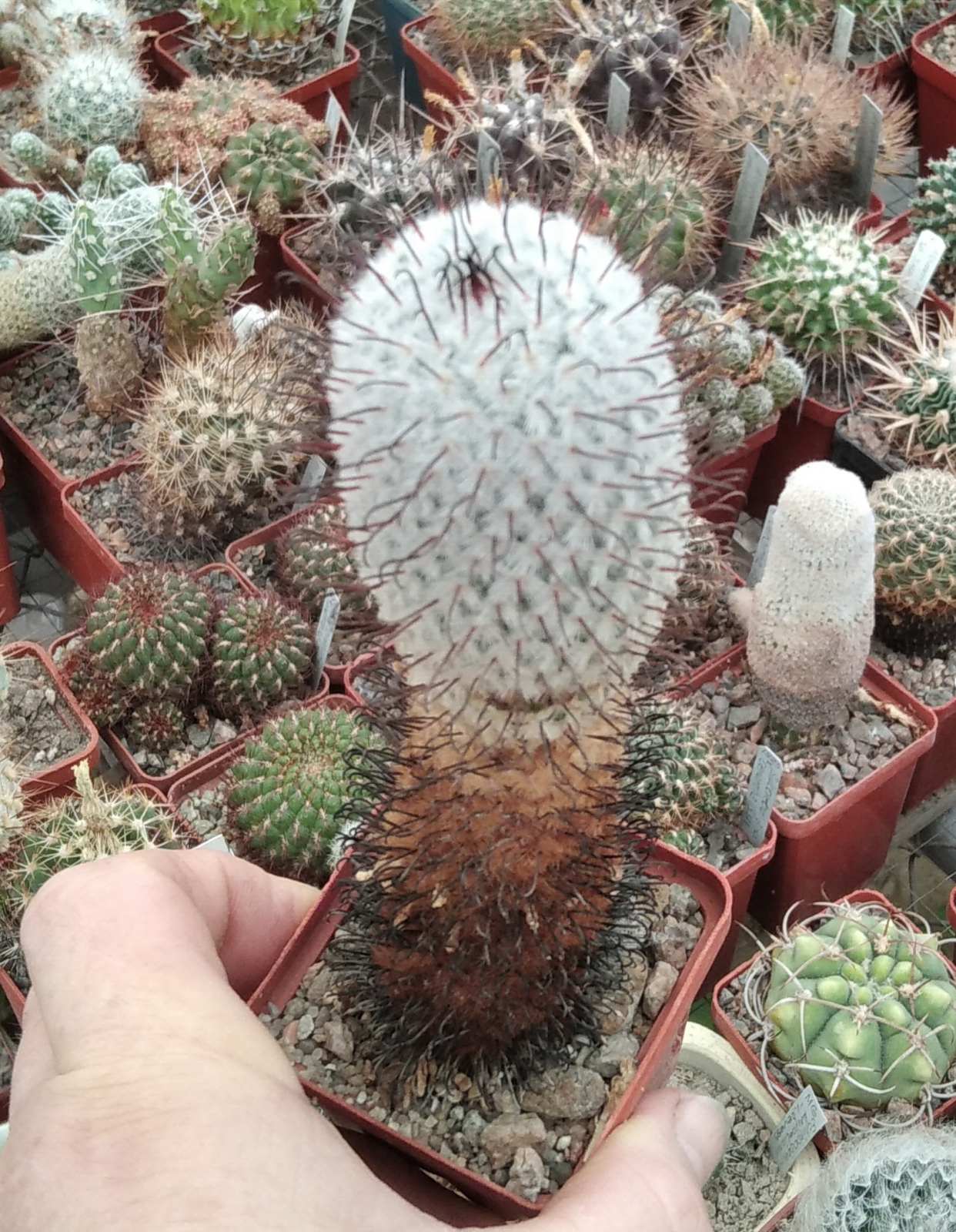 Mammillaria perezdelarosae -cube-6cm-15years-