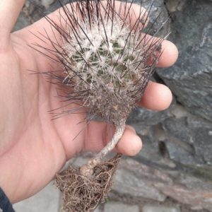 Gymnocactus subteraneus -rare-