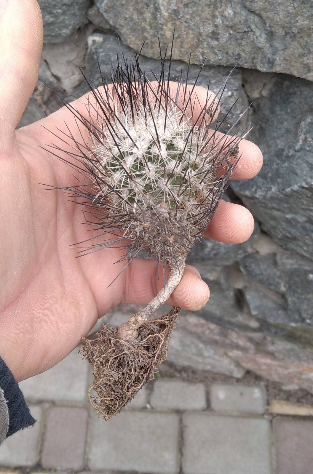 Gymnocactus subteraneus -rare-
