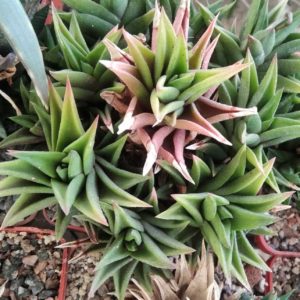 Нaworthia tortuosa - крупні пагони-